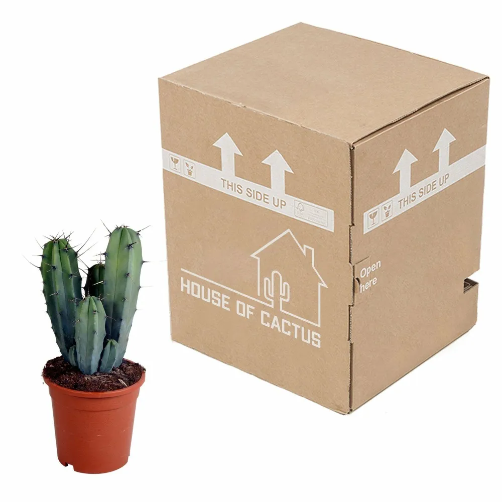 Myrtillocactus geometrizans - cactus d'intérieur